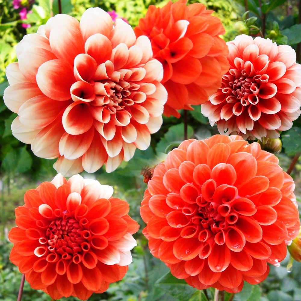 春植え球根 ダリア 声変わり (中小輪) 2球