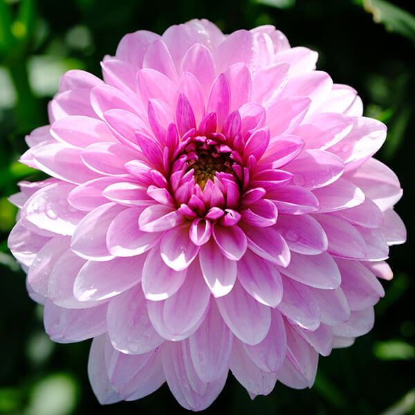 春植え球根 ダリア シュシュ (中小輪) 1球