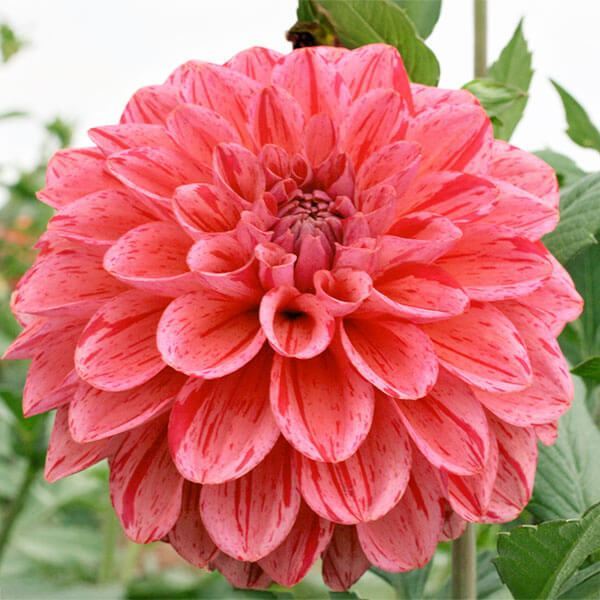 春植え球根 ダリア ラズベリーソーダ 1球