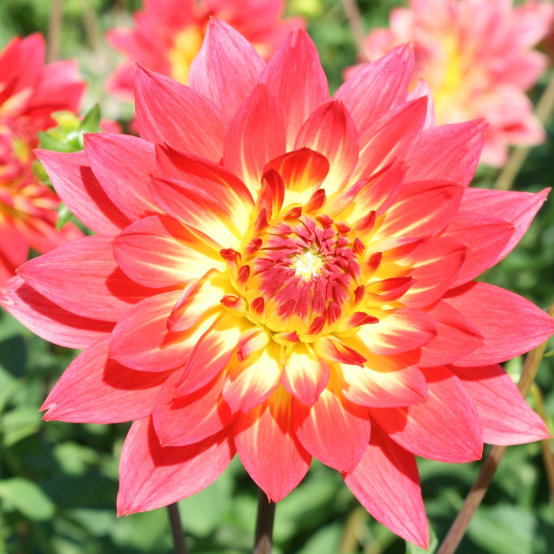 春植え球根 ダリア ペチカ (中大輪) 1球