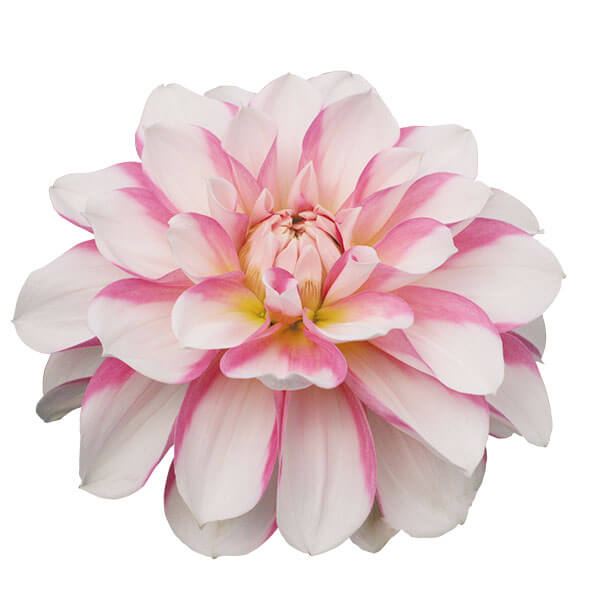 春植え球根 ダリア ティンカーベル (中小輪) 1球