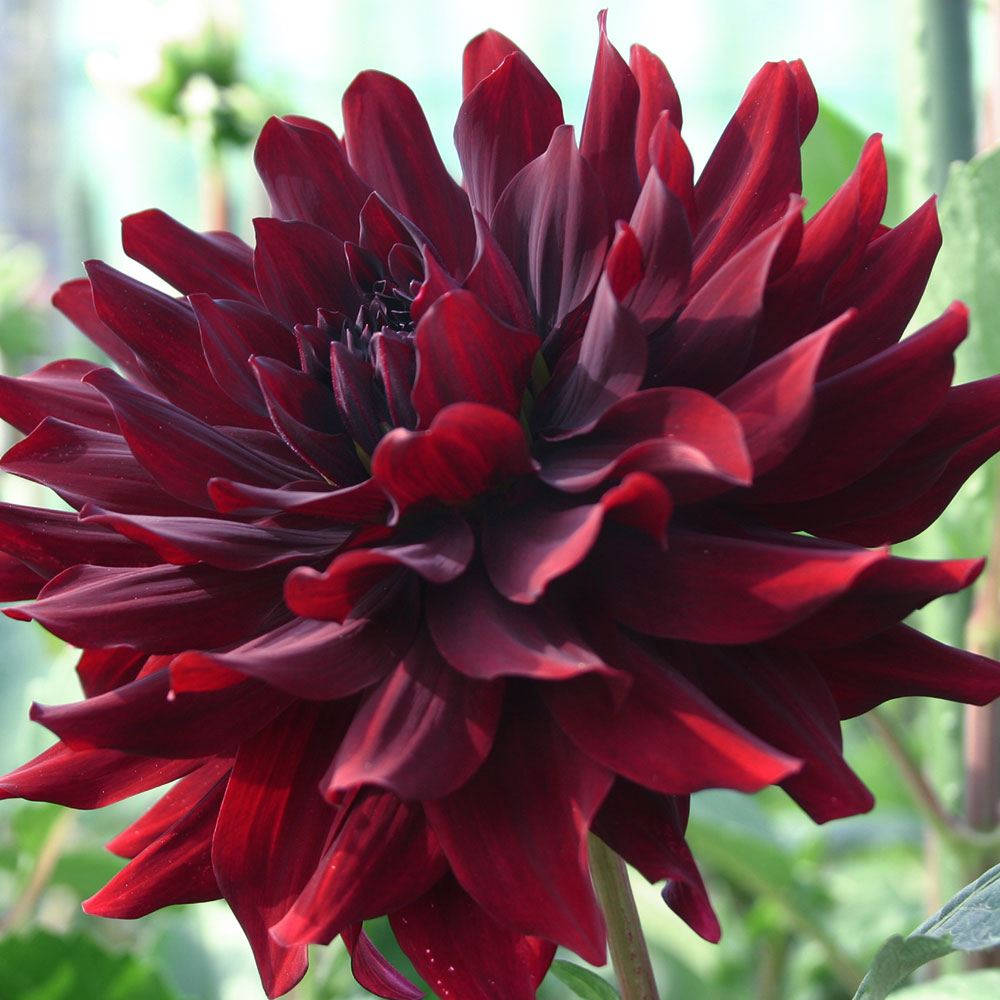 春植え球根 ダリア 黒蝶 (中大輪) １球