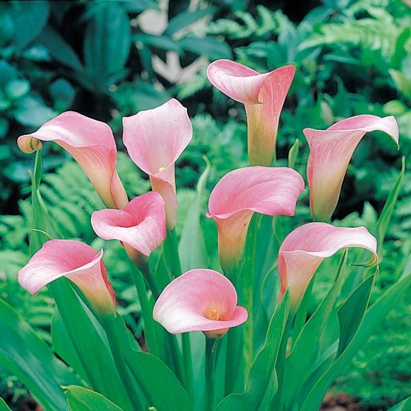 春植え球根 畑地性カラー 桃花 2球