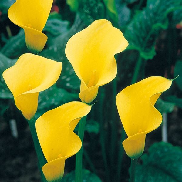 春植え球根 畑地性カラー 黄花 2球