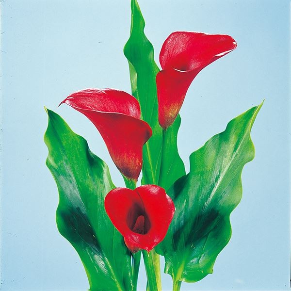 春植え球根 畑地性カラー 赤花 2球