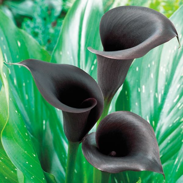 春植え球根 畑地性カラー 黒花 2球