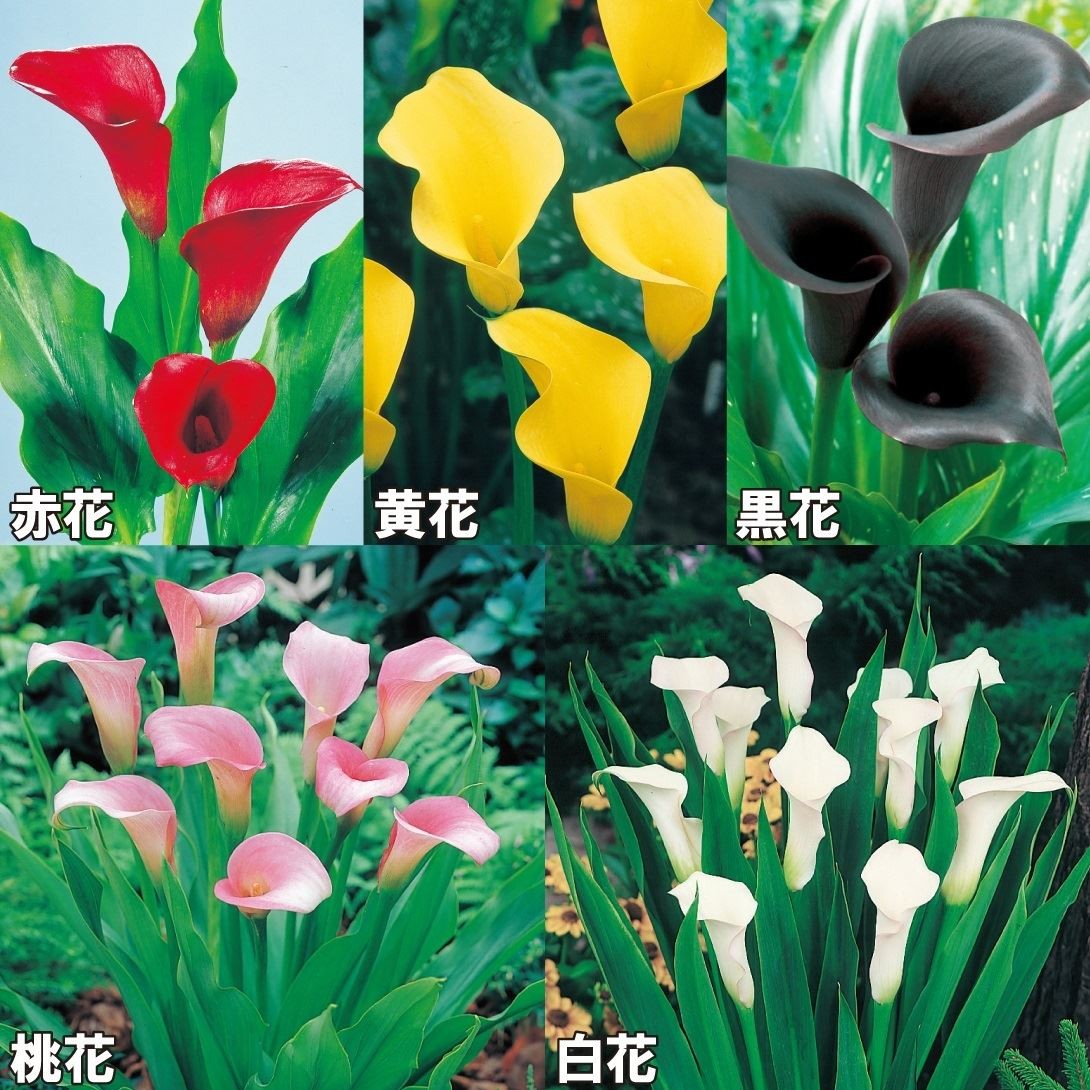 春植え球根 カラー 畑地性カラー人気色セット 5種10球