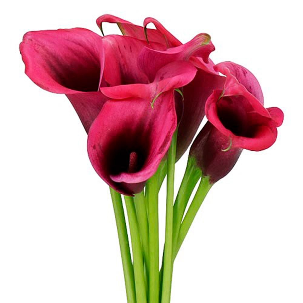 春植え球根 畑地性カラー ディオール 2球