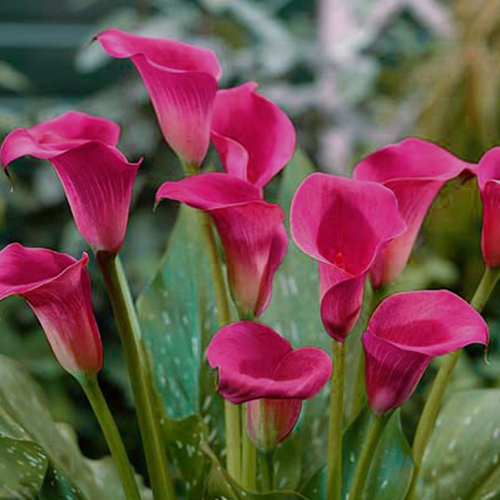 春植え球根 畑地性カラー 紫花 2球