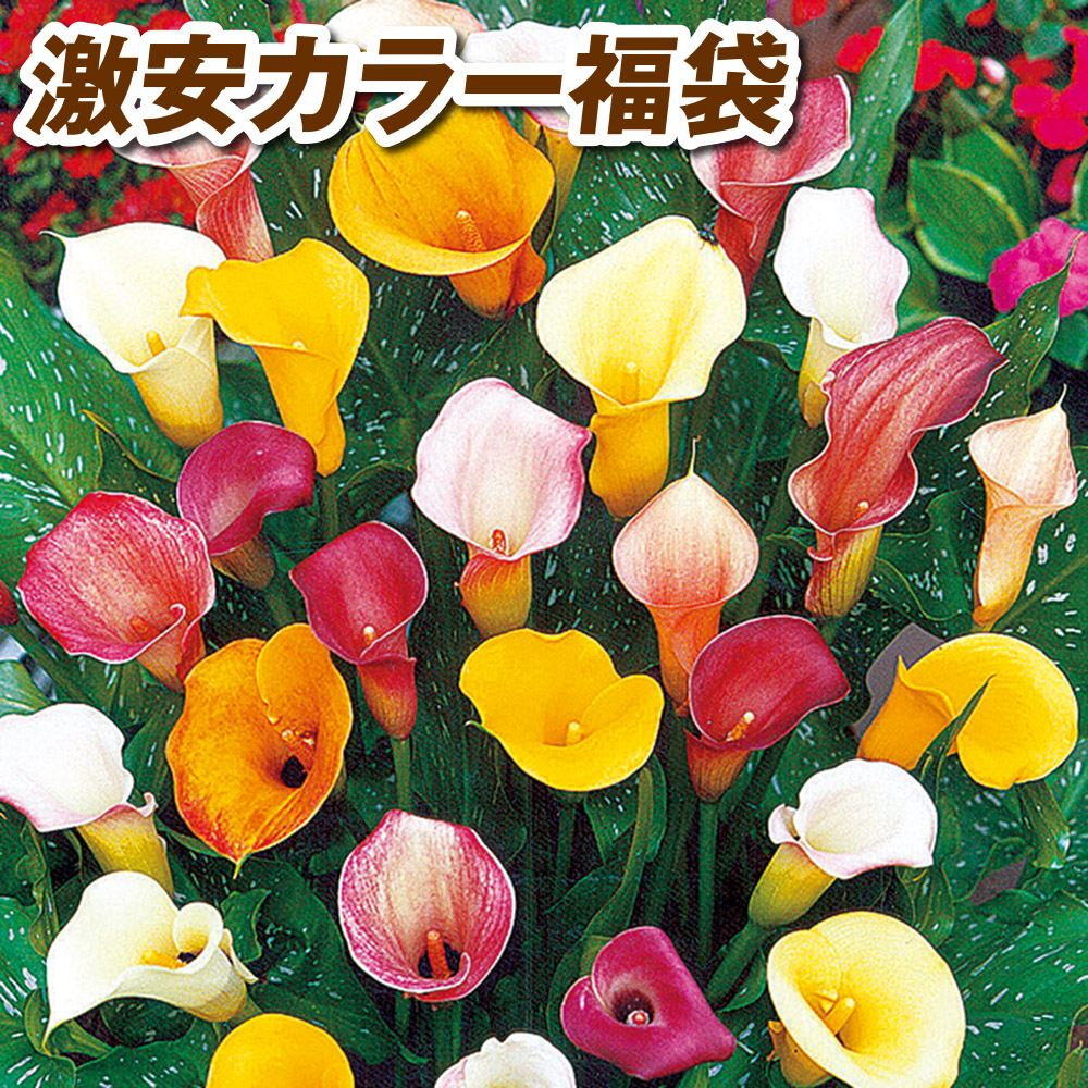 春植え球根 激安カラー福袋