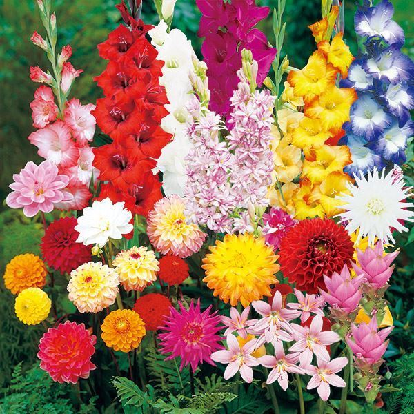 春植え球根 ガーデンセット 7種48球