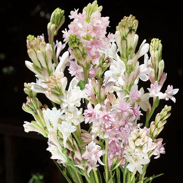 春植え球根 チューベローズ チューベローズミックス(無選別)