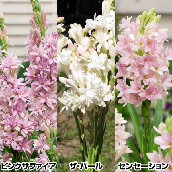 春植え球根 チューベローズセット 3種9球