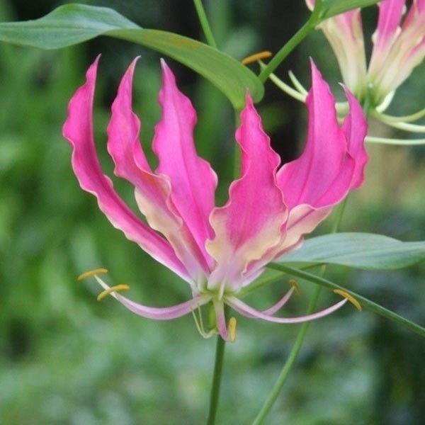 春植え球根 グロリオサ コーラルピンク 2球