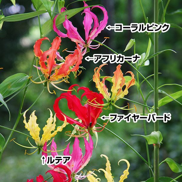 春植え球根 グロリオサセット 4種4球