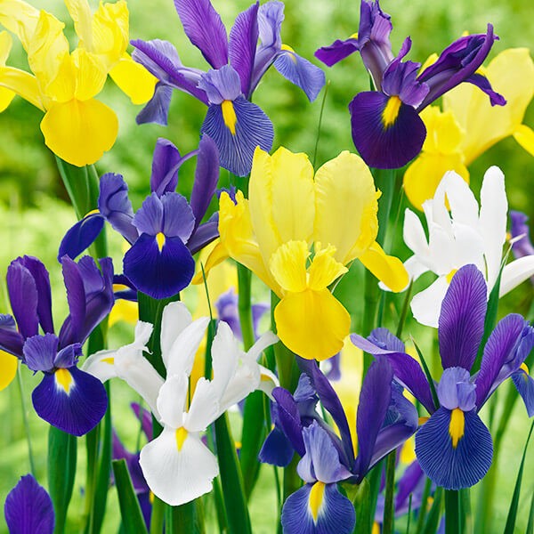 春植え球根 夏咲ダッチアイリス3色セット