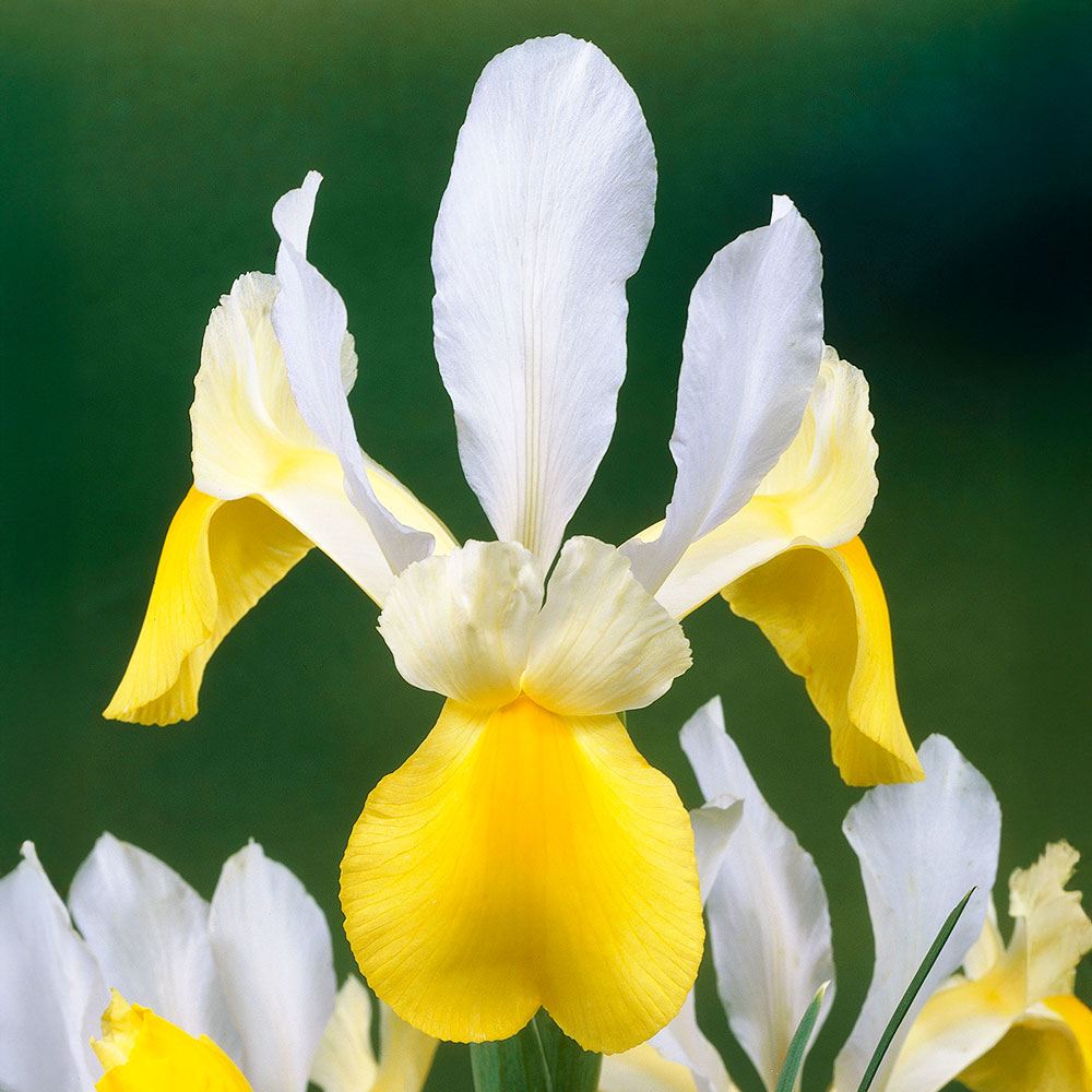 春植え球根 夏咲ダッチアイリス シンフォニー 10球