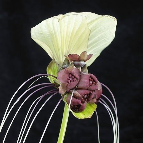 春植え球根 タッカ インテグリフォリア (ホワイトバットフラワー) 1球