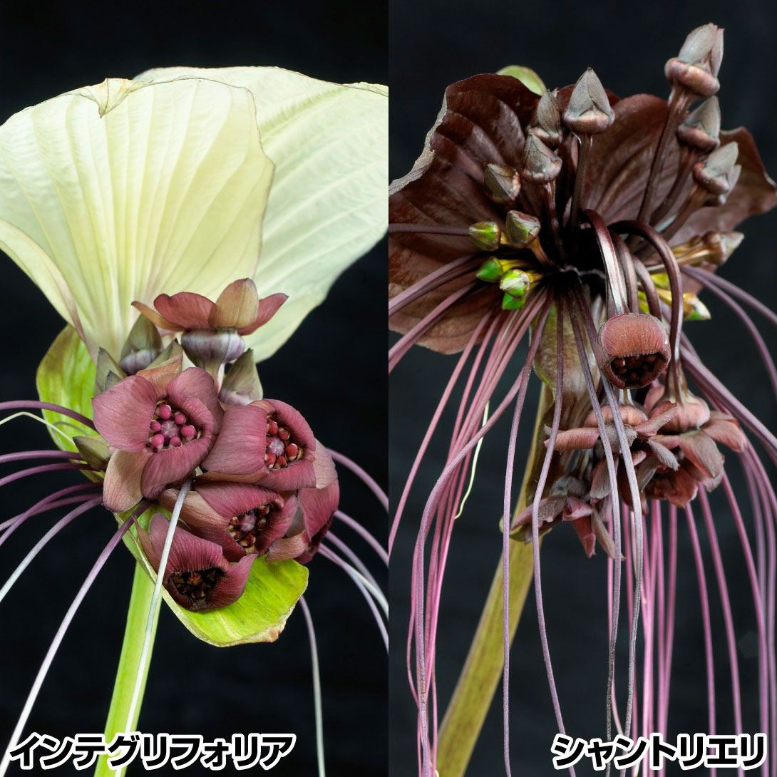 春植え球根 タッカセット 2種2株