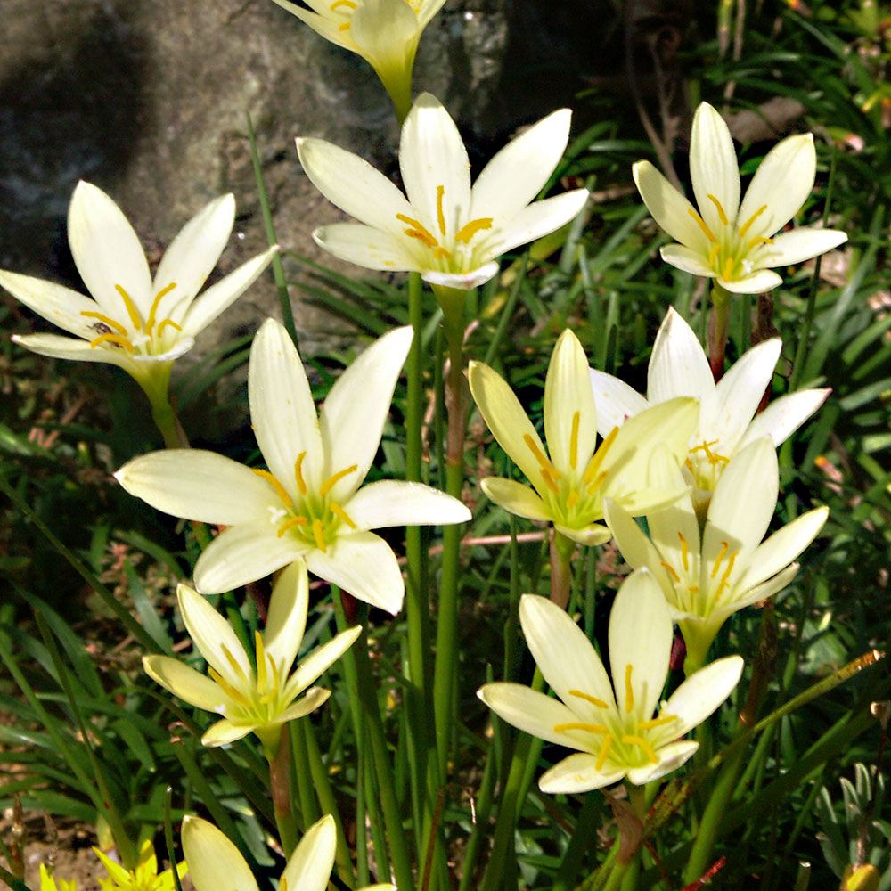 春植え球根 ゼフィランサス エイジャックス 5球