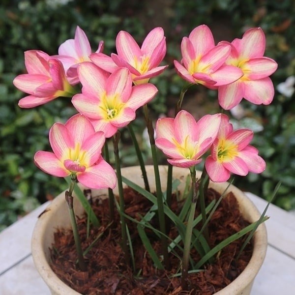 春植え球根 ゼフィランサス ピンクビーチ 5球