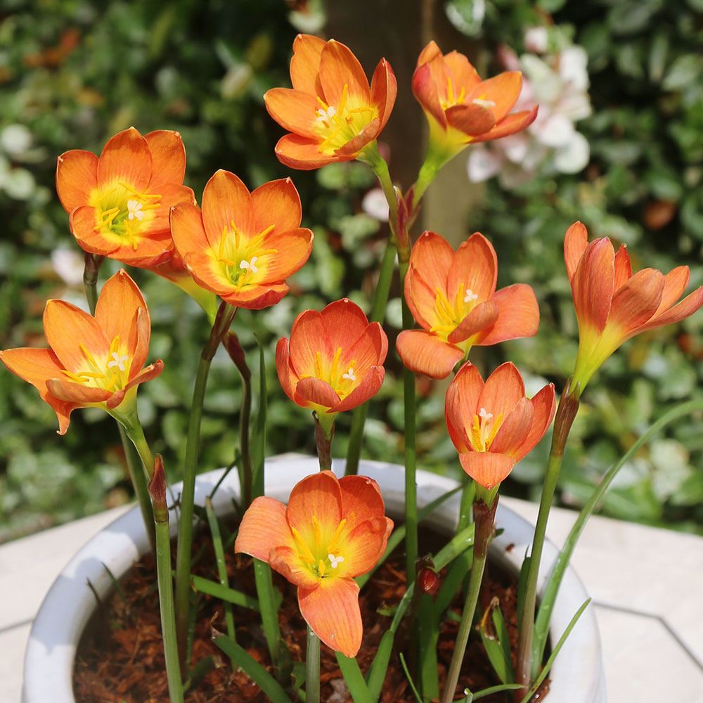 春植え球根 ゼフィランサス オレンジカウンティ 5球