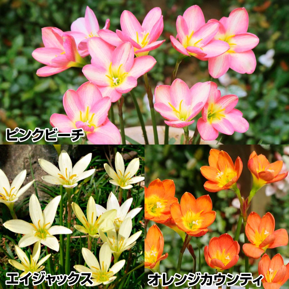 春植え球根 ゼフィランサスセット 3種15球