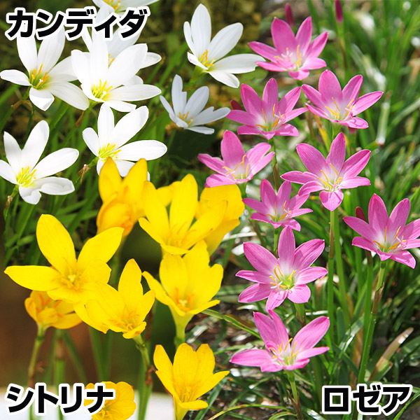 春植え球根 ゼフィランサス定番セット 3種30球