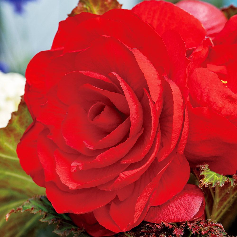 春植え球根 球根ベゴニア 八重咲赤 3球