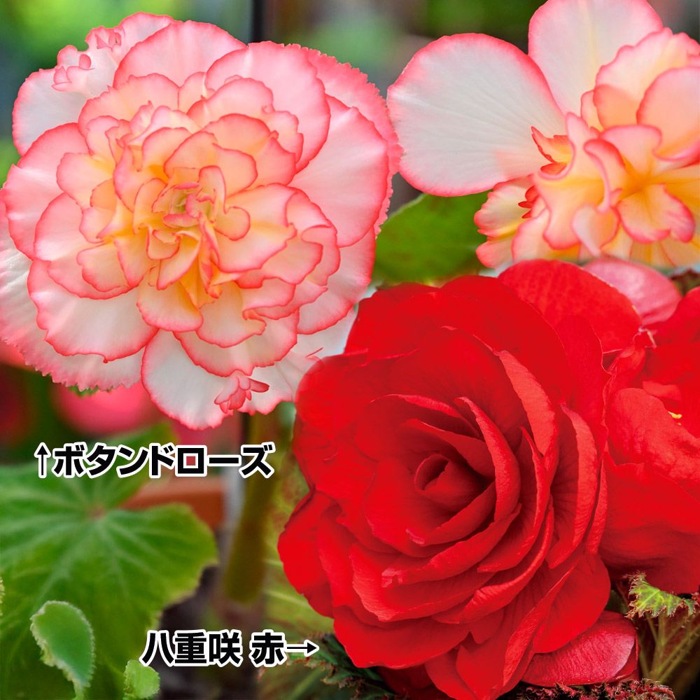 春植え球根 球根ベゴニアセット 2種6球