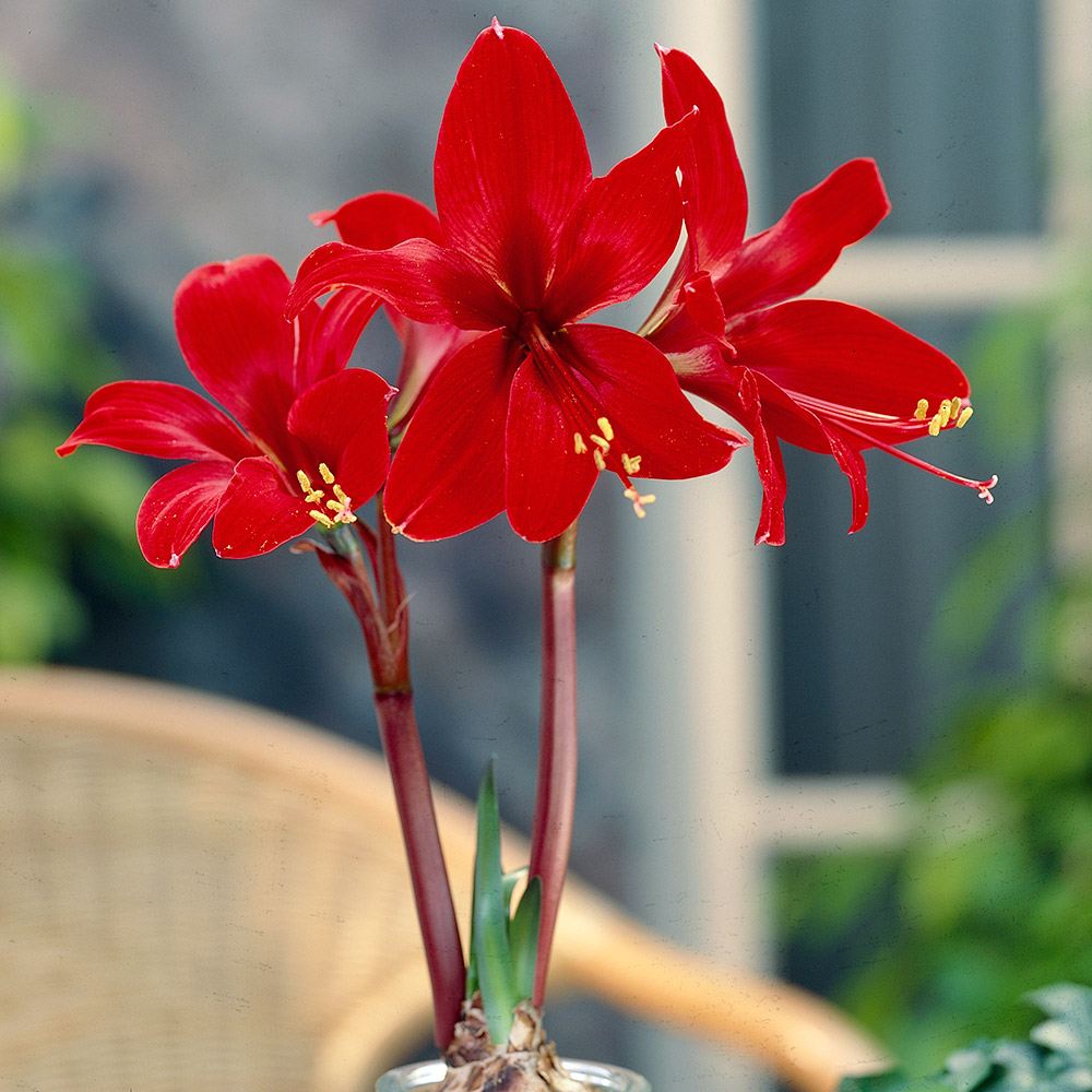 春植え球根 ヒッペアスケリア 3球