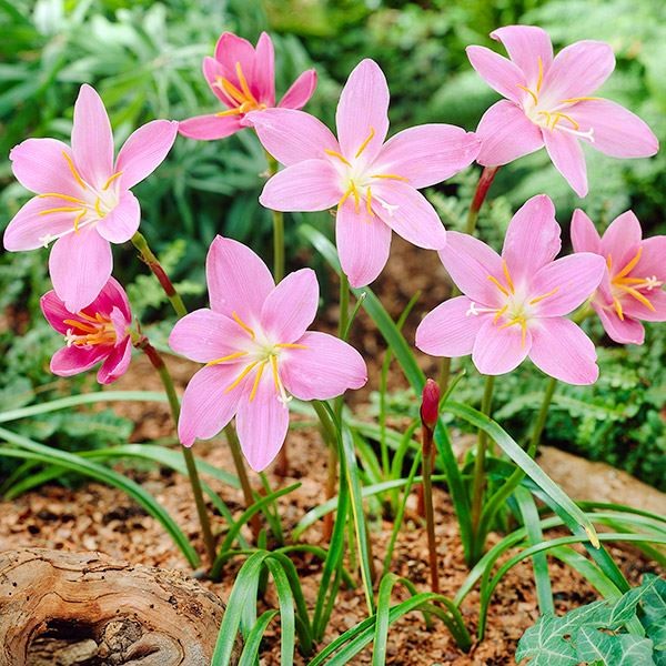 春植え球根 ハブランサス ロブスタス