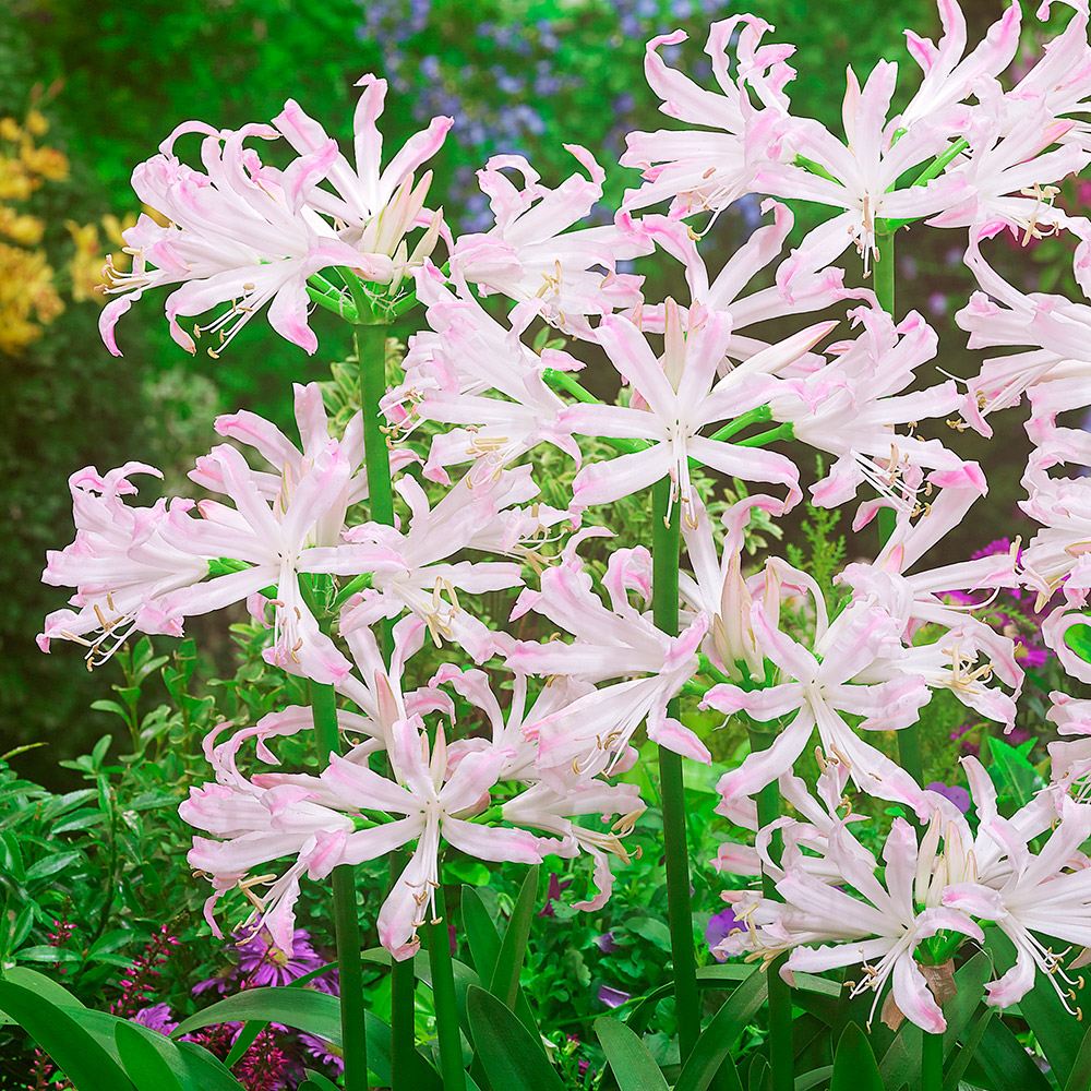 春植え球根 ネリネ バイオニック 1球