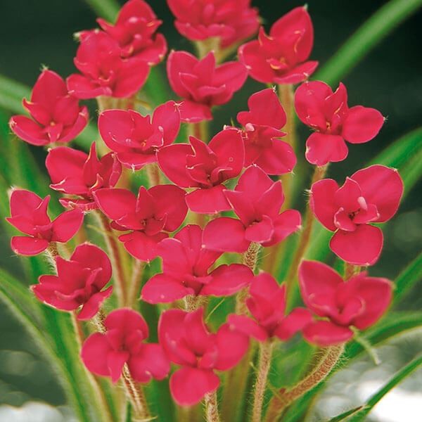 春植え球根 アッツ桜 ルビーの輝き