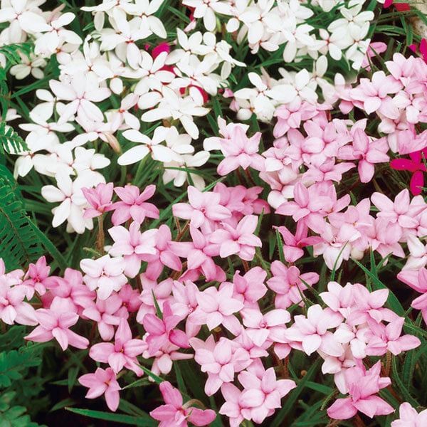 春植え球根 アッツ桜 桃白ミックス(無選別)