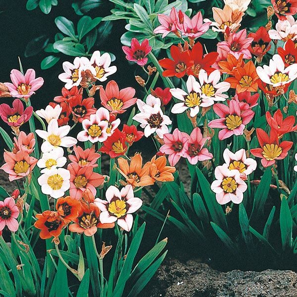 春植え球根 スパラキシス トリカラーミックス(無選別)