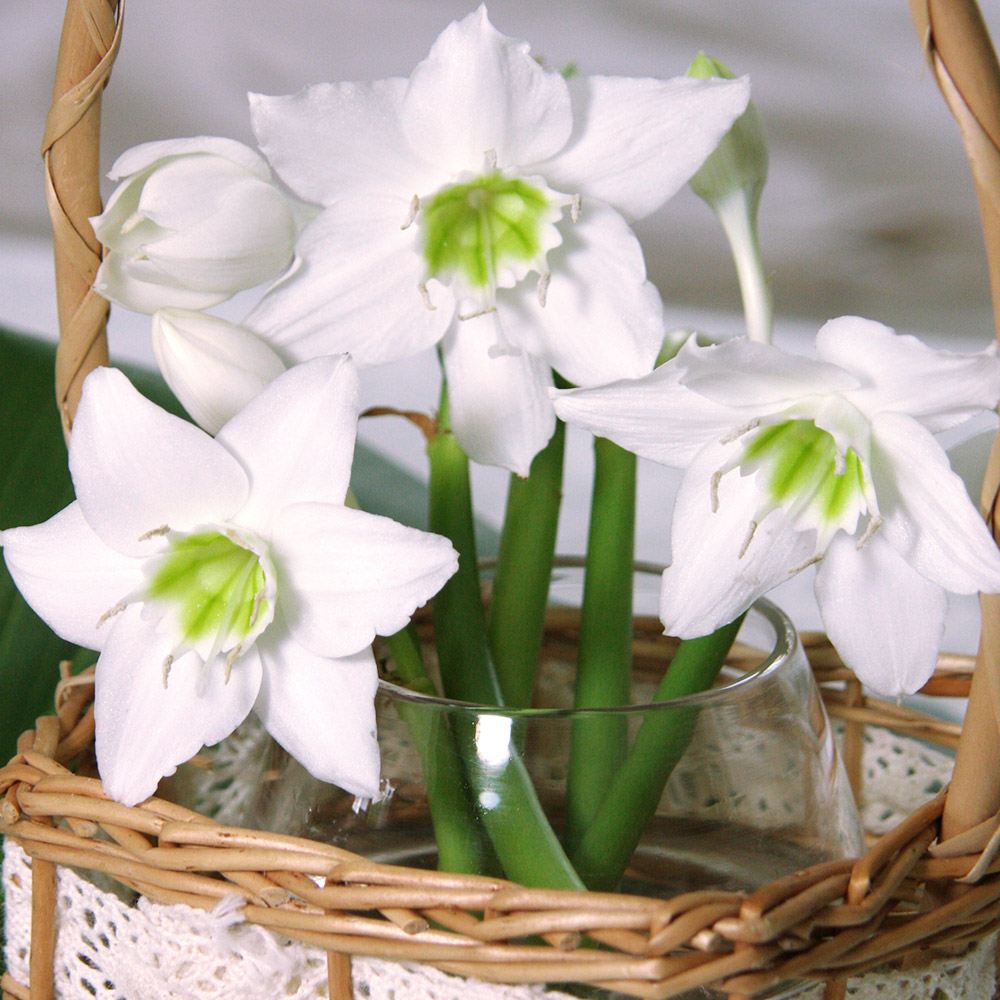 春植え球根 ユーチャリス アマゾニカ