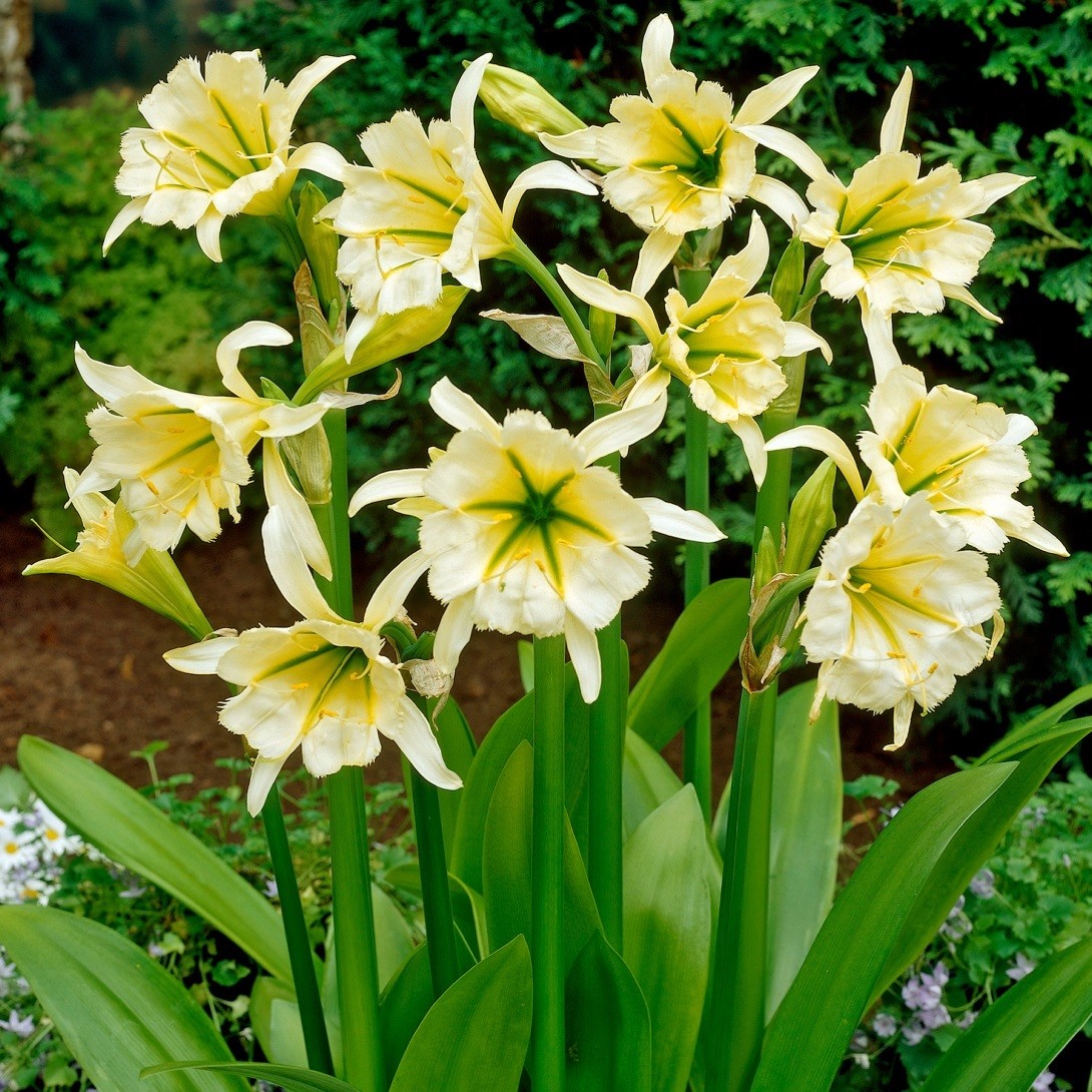 春植え球根 ヒメノカリス (イスメネ) サルファークイーン　3球