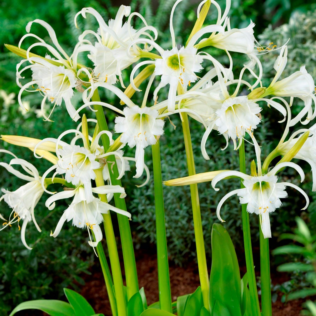 春植え球根 ヒメノカリス (イスメネ) フェスタリス　3球