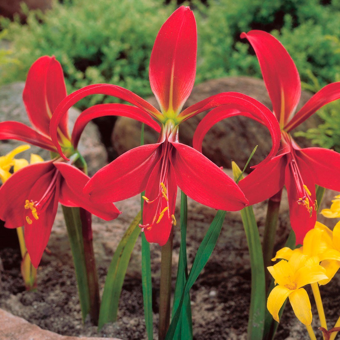 春植え球根 スプレケリア フォルモシッシマ