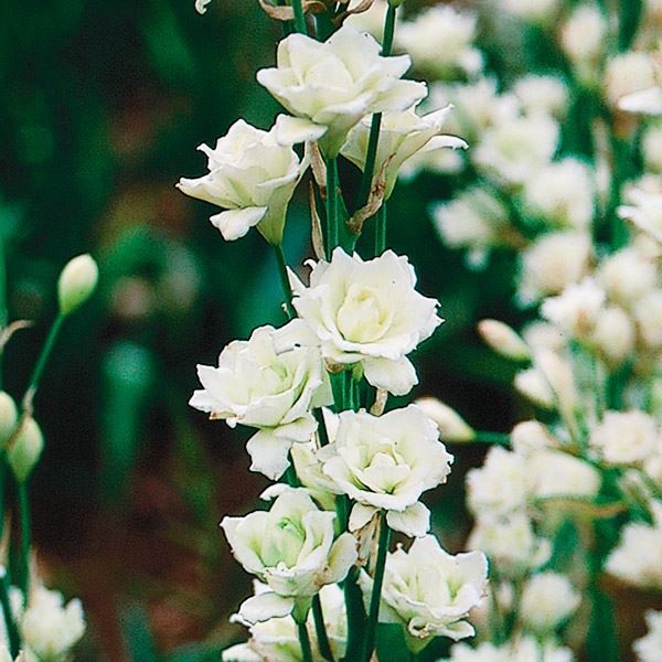 春植え球根 ガルトニア ムーンビーム