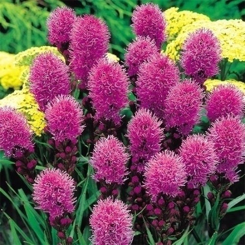 春植え球根 リアトリス コボルド (ゴブリン)