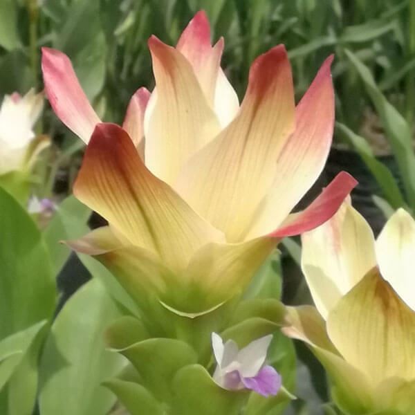 春植え球根 クルクマ ムーンライト 3球