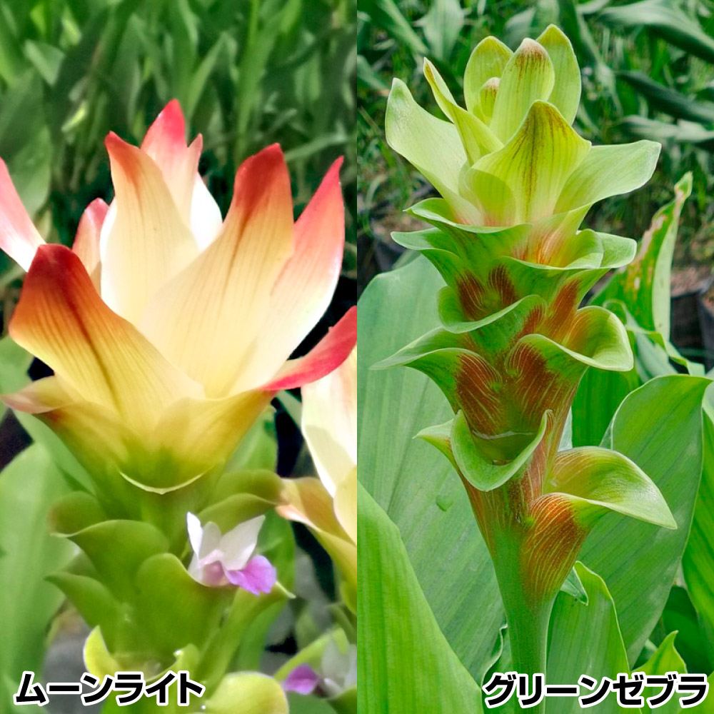 春植え球根 クルクマ 個性的クルクマセット 2種6球