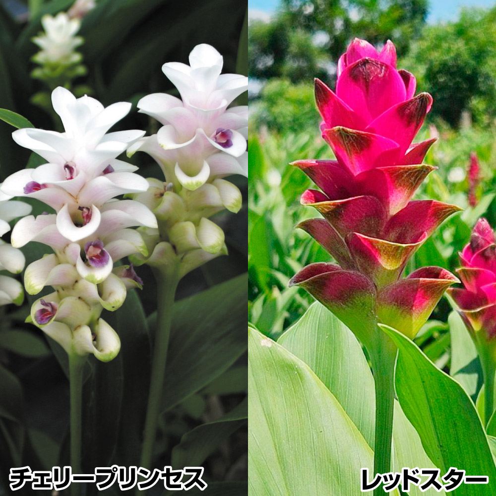 春植え球根 クルクマ ミニクルクマセット 2種6球