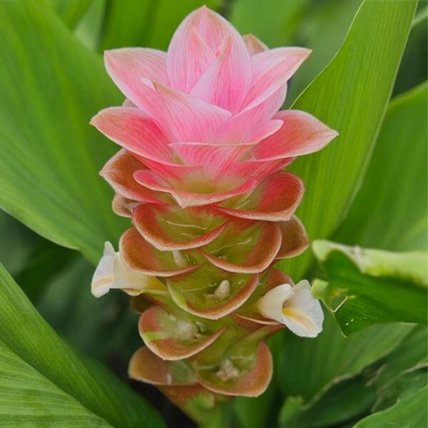 春植え球根 クルクマ オレンジインプレス 3球