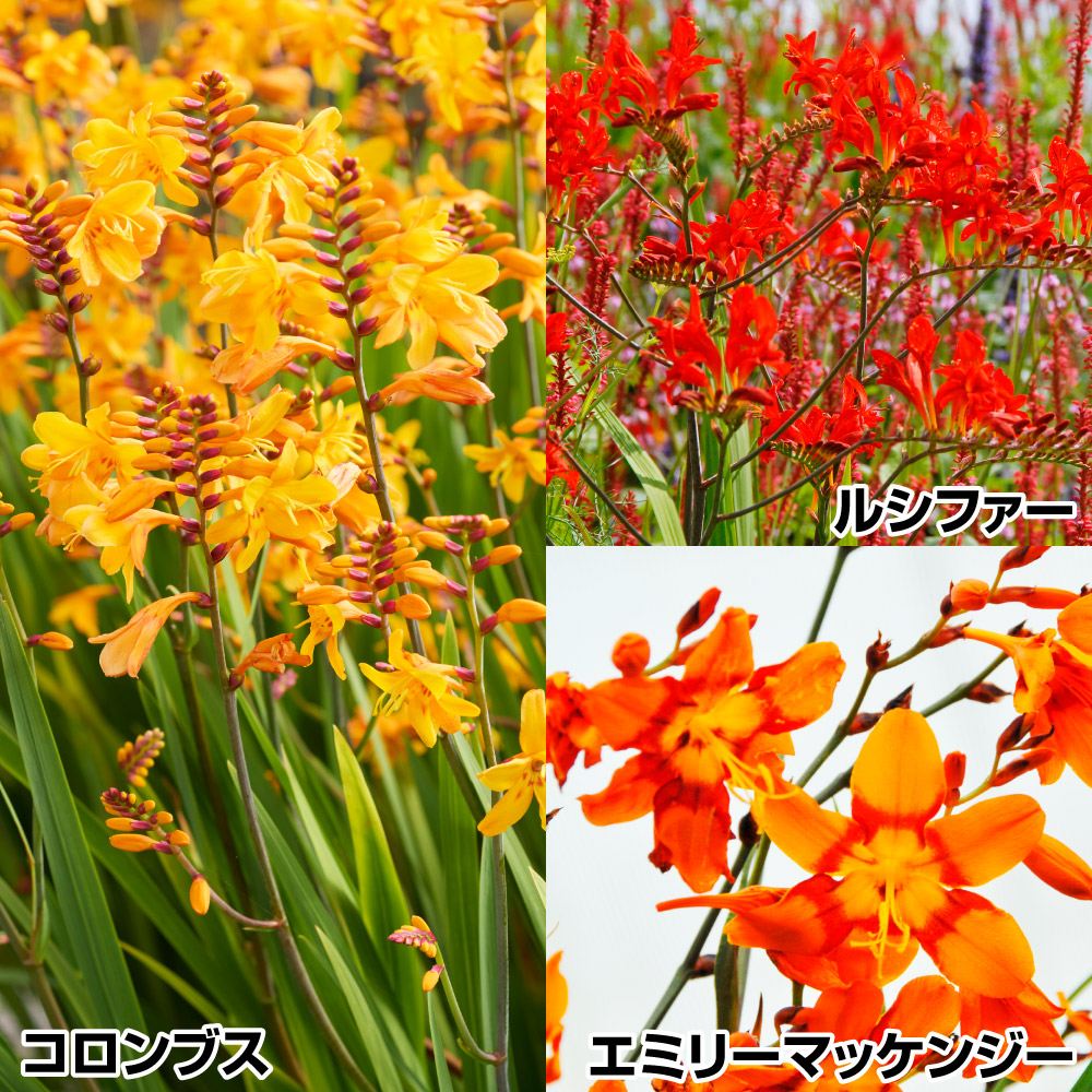 春植え球根 クロコスミアセット 3種15球 (ヒメヒオウギズイセン)
