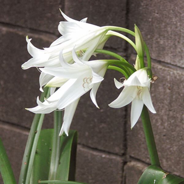 春植え球根 クリナム ポウエリーアルバ 1球