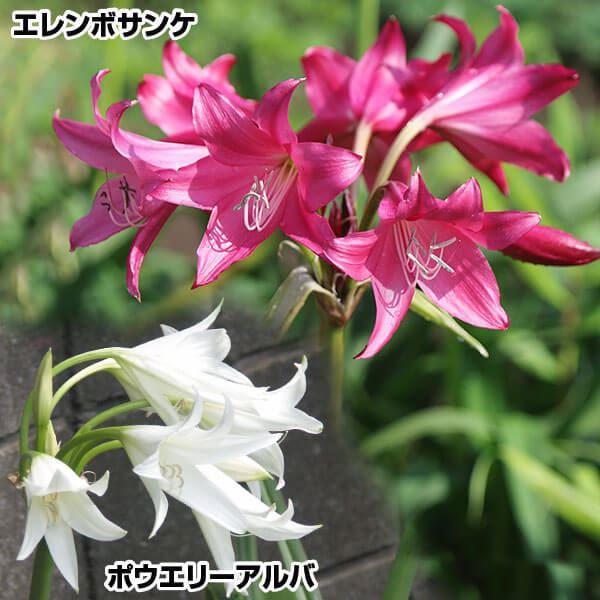 春植え球根 クリナムセット 2種2球