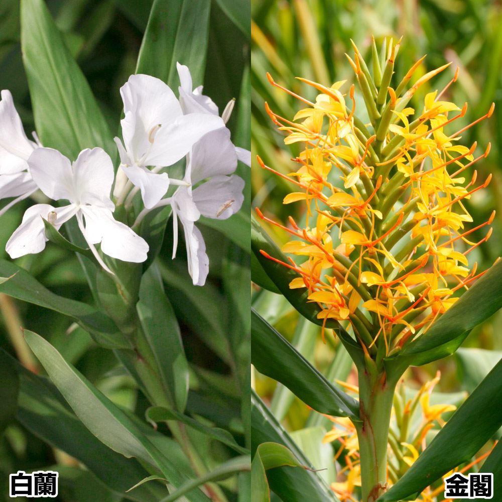 春植え球根 ジンジャーリリーセット 2種4球